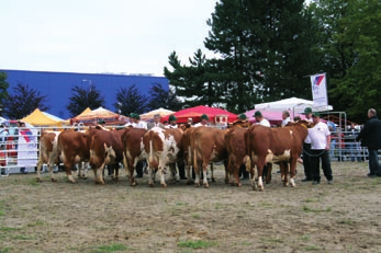 Rozhodčí z Rakouska, pánové Josef Miesenberger a Peter Stückler, měli nelehký úkol vybrat šampiónky v kategoriích prvotelek, krav na 2. a 3. laktaci, krav na 4.