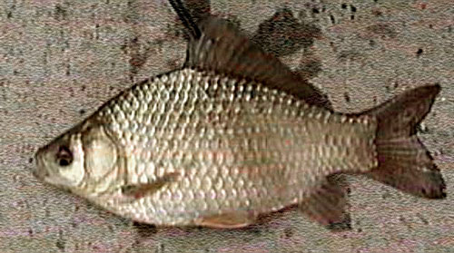 Karas stříbřitý (Carassius gibelio) Populace v ČR Jedná se o etablovaný druh, široce rozšířený v ČR.
