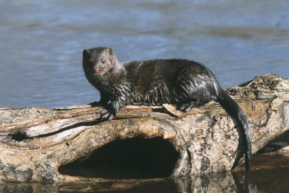 Norek americký (Mustela vison) Populace v ČR Záměrně i neúmyslně introdukovaný druh invazivního charakteru, který se v současné době expanzivně šíří především v Čechách a na česko moravském pomezí; v