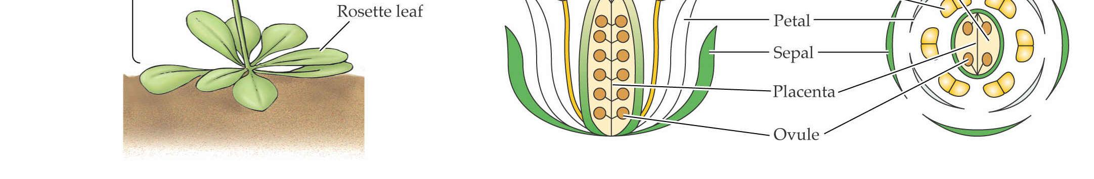 18 1 b) Vývoj květu stručná morfologie Modelová rostlina Arabidopsis => 1.