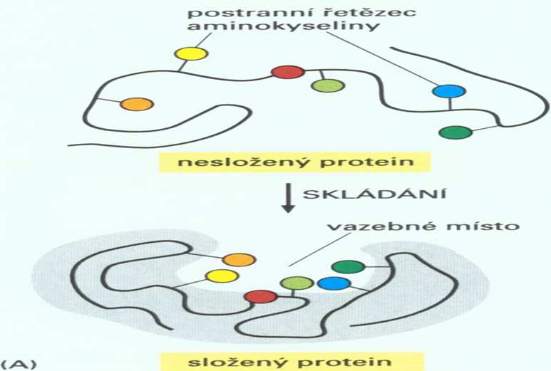 Struktura enzymu globulární složená bílkovina (60-70 %) aktivní centrum -