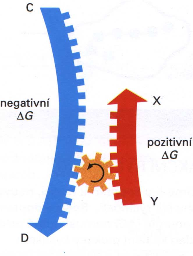 Spřažen ení reakcí Reakce - katabolické (exergonické energeticky výhodné) - G - anabolické (endergonické energeticky nevýhodné) + G G = -49,4 kj/mol G -29,3 29,3 G = 12,6 kj/mol