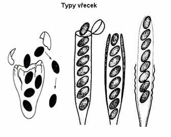 vícejaderné) - i modifikace: gameto-gametangiogamie, somato-gametangiogamie, somatogamie, autogamie - u této třídy se tvoří plodnice (askokarpy); vřecka vznikají z koncových buněk 2jaderných