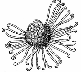 Říše FUNGI; Oddělení: EUMYCOTA; Pododdělení: ASCOMYCOTINA, Třída: ASCOMYCETES Řád: Erysiphales obligátní vysoce specializovaní ektoparazité cévnatých rostlin z čeledí Asteraceae, Betulaceae,