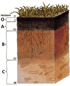 Půdní horizonty tvořící pedosféru O organická hmota A humusový horizont B spodní anorganický horizont C