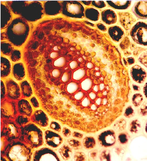 Řez hadrocentrickým cévním svazkem (meristélé) oddenku osladiče obecného (Polypodium vulgare).