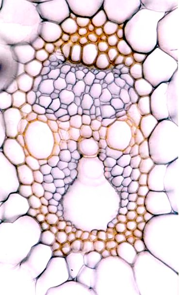Detail kolaterálního uzavřeného cévního svazku kukuřice seté (Zea mays).