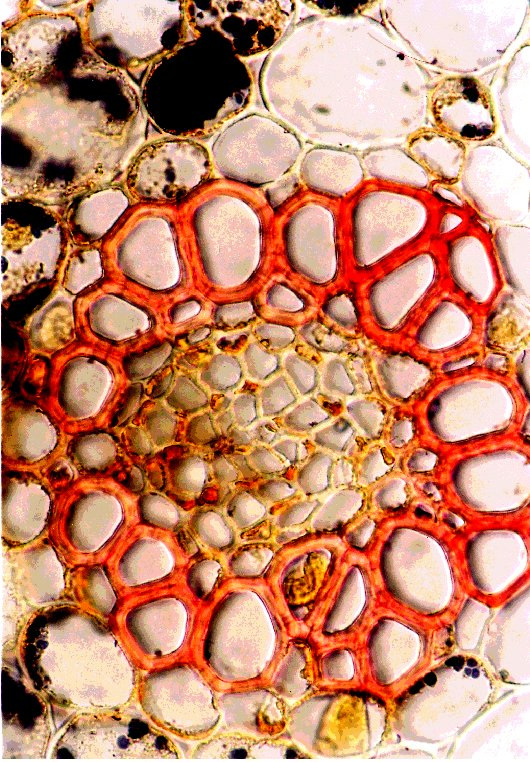 Detail leptocentrického cévního svazku v oddenku konvalinky vonné (Convallaria majalis).