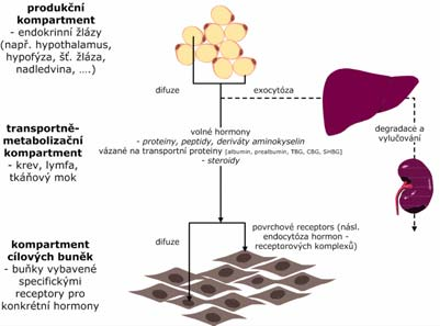 enteroglukagon, gastrin-releasing peptid,.