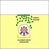 (4) DAG fosfatidylinositol-3-kináza (PI3K) (5) IP 3 Ca 2+ kalmodulin kalmodulindependentní