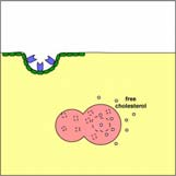 (kortizol) - stimulace ACTH mineralokortikoidy (aldosteron) - stimulace AT II androgeny (testosteron) -