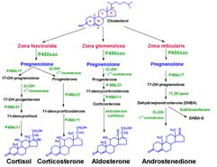 vazbě na nosiče (TBG, CBG, SHBG, albumin, transthyretin) difundují přes membránu (2) receptory v jádře