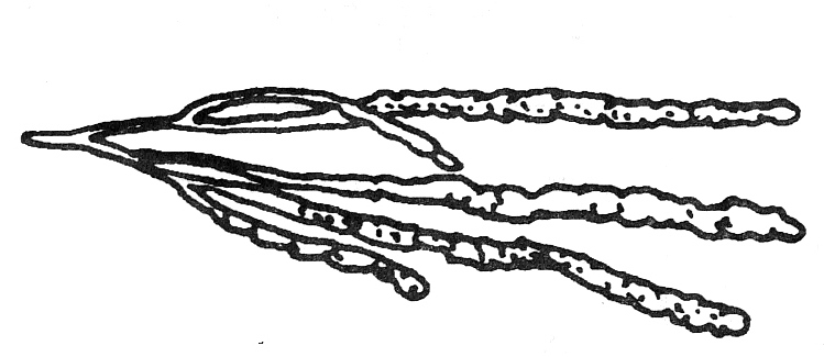 Enteromorpha sp. "Enteromorpha" (enteron= řecky střevo). Jedná se o dlouhé, zelené, průsvitné trubice. Rostou v mořském litorálu, ale i ve vnitrozemí. Zde pak osidlují vody s větší salinitou např.