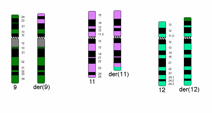 Obr.č.9 Schéma translokace t(9;12;11)(p22;p13;q23).
