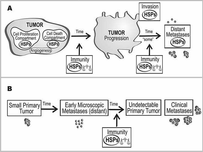 který je inaktivován u mnoha druhů karcinomů, a to přes aktivaci onkogenních cest, které vedou až k Hsp promotorům (Calderwood and Sherman et al. 2007).