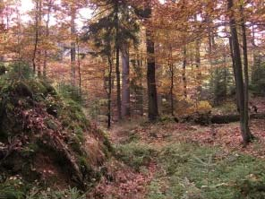 Ani termín bezzásahový režim, který se v souvislosti s ponecháním území zvláště chráněná území (ZCHÚ) samovolnému vývoji běžně