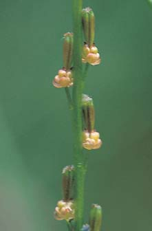 4 Nejcennûj ími porosty jsou vápnitá ostfiicovomechová spoleãenstva s ostfiicí Davallovou (Carex davalliana) avachtou trojlistou (Menyanthes trifoliata).