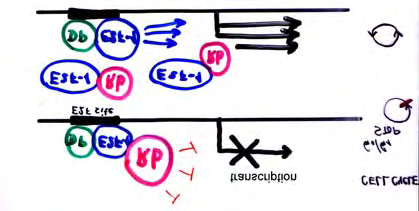 Nefosforylovaný Rb blokuje transkripci Vysoká hladina E2F sekvestruje Rb od promoteru Fosforylace Rb komplexy cdk-cyklin inaktivuje Rb Onkogenní proteiny DNA virů inaktivují Rb Absence E2F-1
