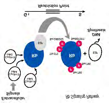 Přechod G1 S 1. Retinoblastoma protein: Rb >>> P-Rb aktivní inaktivní 2. Akumulace konc.