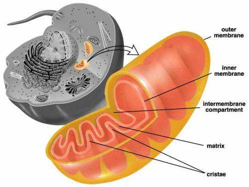 Vlastní DNA Základní zdroj energie Mitochondrie Probíhá oxidativní fosforylace -