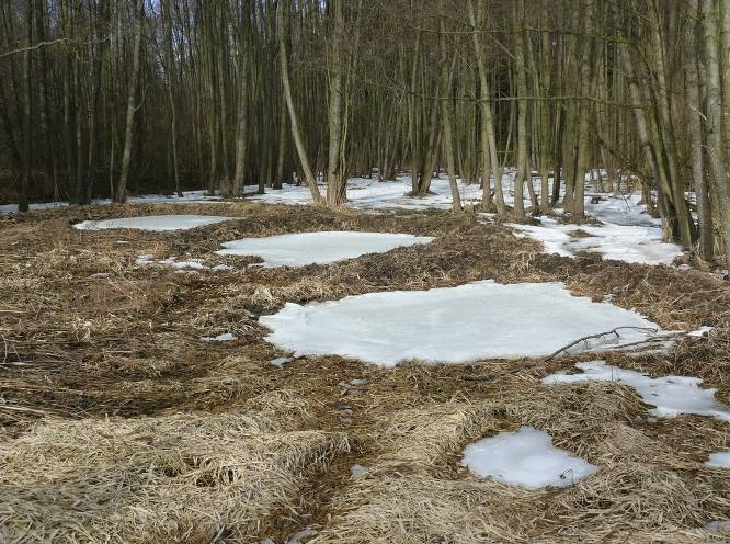 Tůně jsou prostorově a hloubkově rozčleněné, nepravidelných tvarů, s pozvolnými břehy.