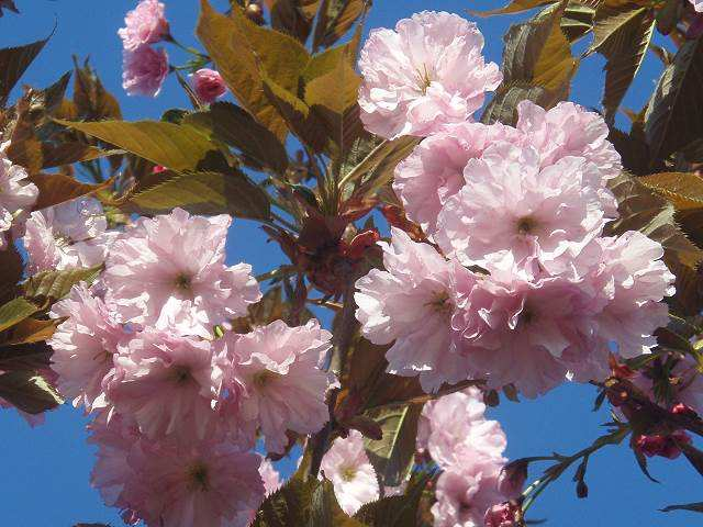 Prunus serrulata Shirotae - jedná se o druh s