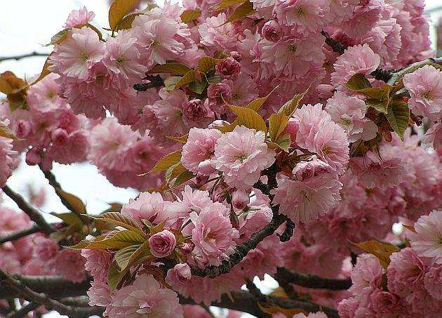 růžova, kvete taktéž velmi ranně v dubnu až v květnu,
