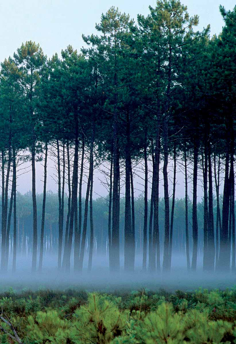 11 12 PRÍRODNÉ PROSTREDIE Cca 250 ha uceleného územia s pravidelným tvarom Borovicová lesná