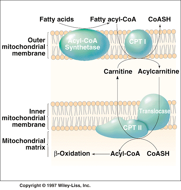 cytoplazma Transport mastných kyselin do mitochondrie KARNITINOVÝ PŘENAŠEČ Obrázek je převzat z učebnice: Devlin, T. M.