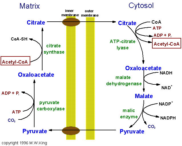 Transport acetyl-coa z mitochondrie do cytoplazmy syntéza MK NADPH z pentózového cyklu