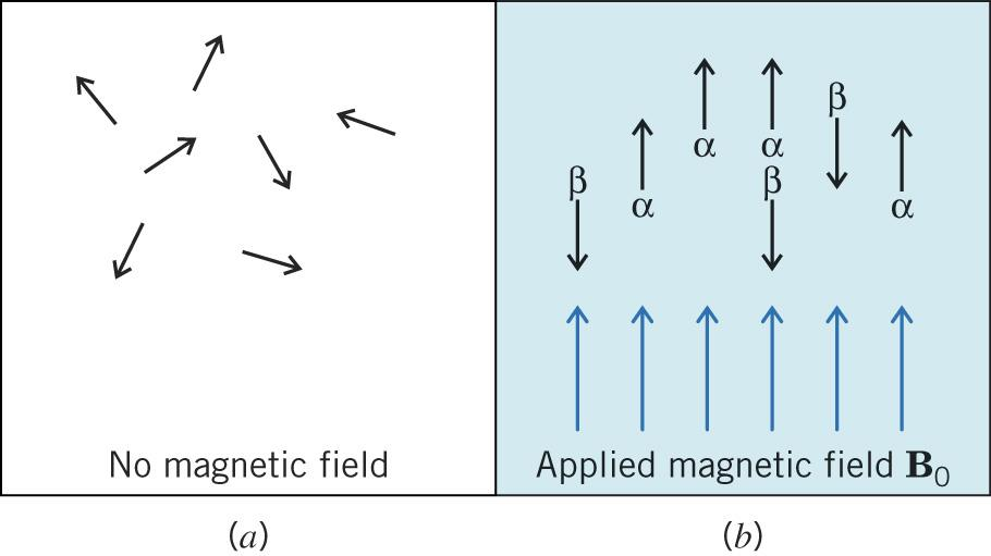 Princip nukleární magnetické rezonance (NMR) Orientace magnetických momentů