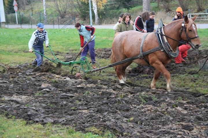 Kůň vs.