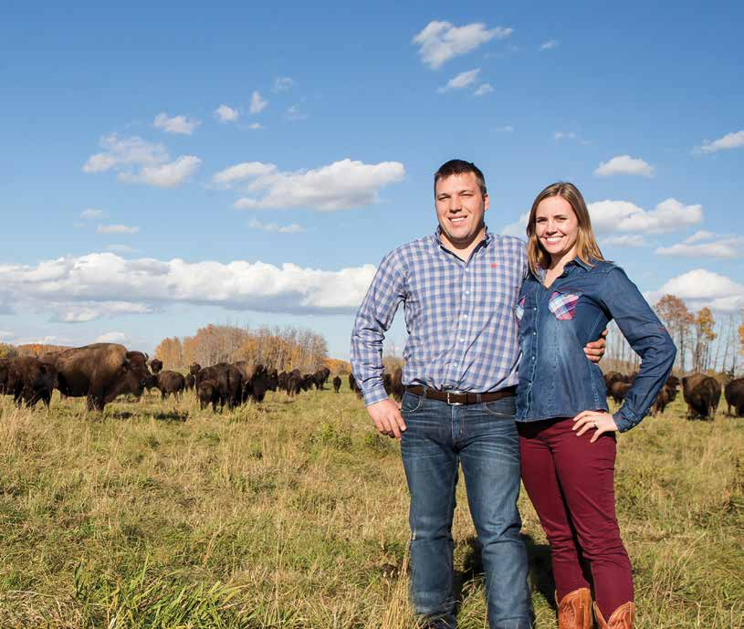 7% MASA 1/2 ČERSTVÉHO NEBO SYROVÉHO PODÍL WHOLEPREY KATELYN A ROGER Z CANADIAN RANGELAND BISON V LACOMBE, ALBERTA. DŮVĚRYHODNÍ DODAVATELÉ CHOVANÝCH BIZONŮ.