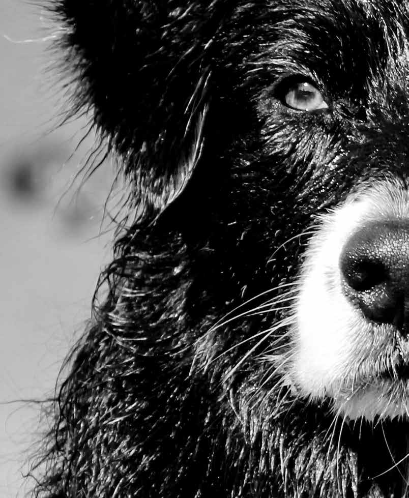 BIOLOGICALLY APPROPRIATE KRMIV S VYSOKÝM OBSAHEM MASA NAPODOBUJÍCÍ PŘIROZENOU STRAVU PSŮ Vlk šedý je předchůdce a nejbližší příbuzný všech psů domácích.