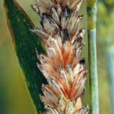 EC + 0,75 1,0 l/ha TEBUSIP Pšenice ozimá a ječmen jarní se ošetřují po vymetání nejpozději na počátku květu (BBCH 51 55).   ulpělo na klasu a praporcovém listu.