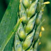 praporcovém a podpraporcovém listu. Timpani můžete kombinovat s insekticidy, např. Rapid proti mšicím a třásněnkám, s regulátory růstu, např. Flordimex T Extra a listovými hnojivy.