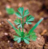 Hurler je růstový herbicid, který zajišťuje spolehlivou účinnost na svízel přítulu ve vyšších růstových fázích (5 a více přeslenů). plevele ve fázi děložních lístků až 2.