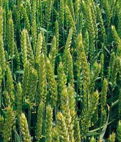 chladno) nebo při aplikaci na trávovité plevele ve vyšších růstových fázích (do konce sloupkování, oves hluchý do
