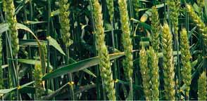 Pšenice ozimá a jarní, ječmen ozimý a jarní, žito ozimé a tritikale se ošetřují na jaře od 3.
