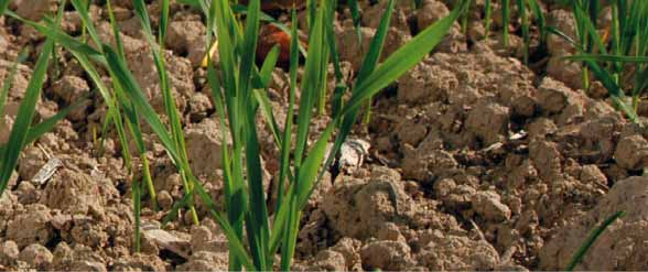 LIMITAR je v převážné míře přijímán zelenými částmi rostlin a je rychle rozváděn do meristematických pletiv, kde způsobuje zbrzdění prodlužování stonkových internodií a podporuje růst kořenů.