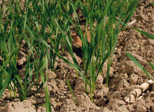 Návod k použití - dávkování: Plodina Použití Dávkování pšenice ozimá pšenice jarní ječmen ozimý ječmen jarní tritikale žito 1,0 l/ha 1,0 l/ha 1,0 l/ha 0,75 l/ha 1,0 l/ha 1,0 l/ha Termín aplikace -