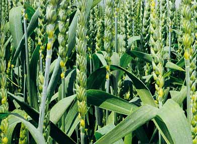 Tím je dosažena vysoká fungicidní účinnost na choroby pšenice a ječmene, které se vyskytují na počátku vegetace.