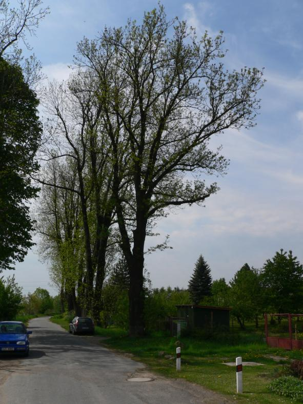 Obrázek 2.23: Stromořadí jasanů ztepilých (Fraxinus excelsior, č.