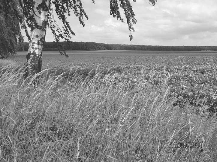 Obr. 1: Hnízdní lokalita luňáka hnědého (Milvus migrans) na Novobydžovsku v roce 2008. Foto: L. Kadava. Fig.