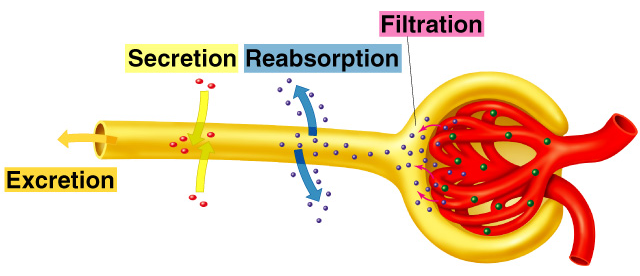 váže na membránové receptory sběracích kanálků, působí přes camp Stimuluje fúzi vezikul s plazmatickou membránou Inkorporují vodní kanály do plazmatické membrány Sekrece