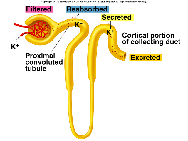 exkretován do moči Vysoké [K + ] nebo nízké [Na + ] stimulují sekreci aldosteronu K + sekrece - pokračování Insert fig 1724 Figure 1725 ADH Hormonální mechanizmy Sekretovaný