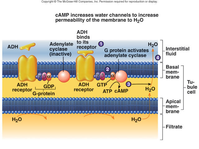 Působení ADH Hormonální mechanizmy Mozek ADH RAS angiotensin II Plíce ACE aldosterone angiotensin I renin angiotensinogen Ledviny Játra Renin je proteolytický enzym, jehož substrátem je cirkulující