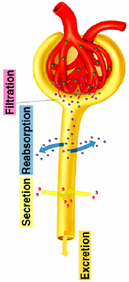 plazmy Tento ultrafiltrát je prostý buněk a proteinů, přičemž koncentrace nízkomolekulárních látek je v něm stejná jako v plazmě Filtrační bariéra brání pohybu látek na základě jejich velikosti a