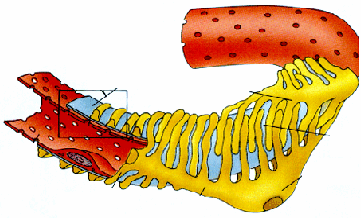 faktory při glomerulární filtraci basal lamina pedicel Filtrační štěrbina