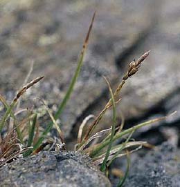 Carex rupestris All. (ostřice skalní) o.